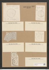 Campylodiscus browneanus var. phalangium (A. Schum.) D. (de-Toni-Nr.: Genus 57, Species 2472) Zeichnungen Sammlung Grunow Nr. 4975 (NHMW-BOT-W0373208)
